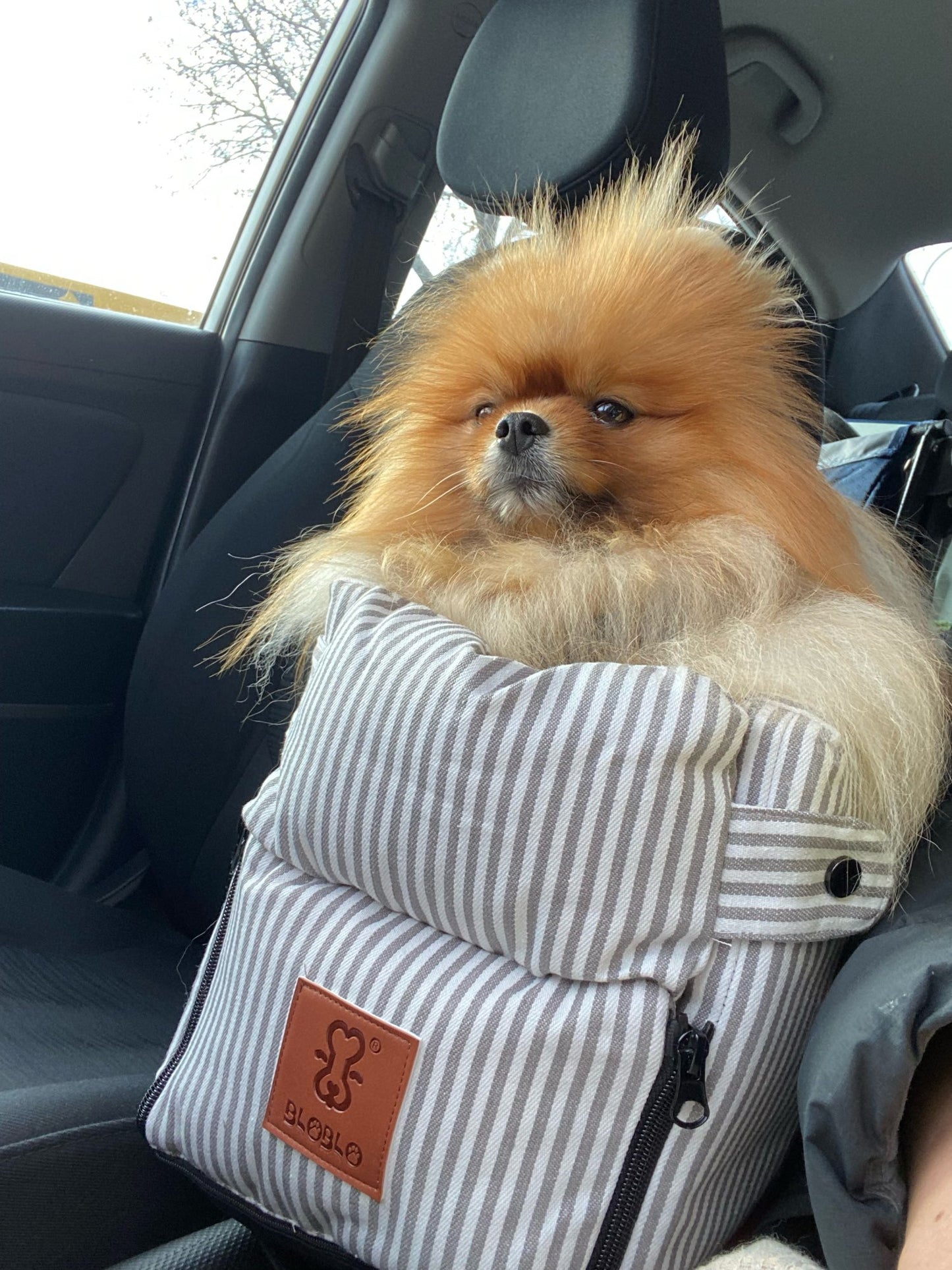 Portable Cat Dog Bed Travel Central Control Car Safety Pet Seat Transport Dog Carrier Protector For Small Dog Chihuahua Teddy