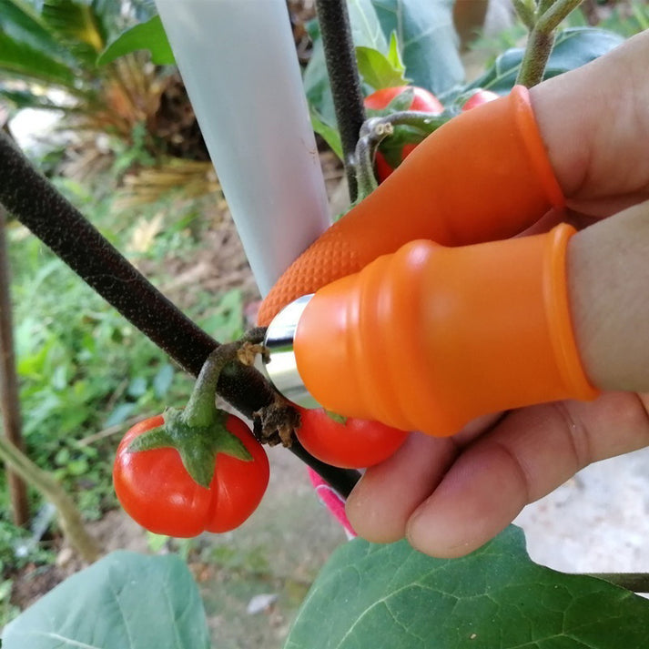 Garden thumb knife cutting tomato stem